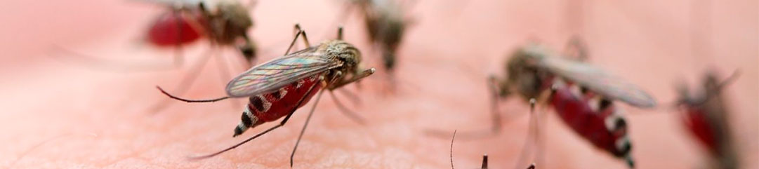 mosquitos