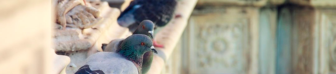 palomas